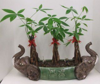 Myluckybamboo   Triple Money Tree in Elephant Vase Patio